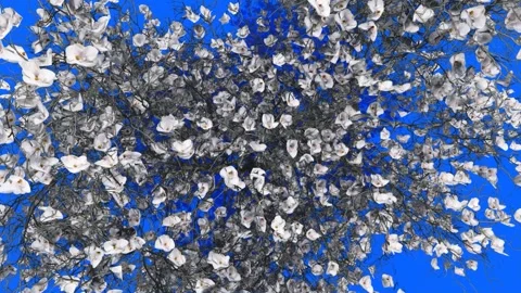 Blooming Cherry Blossom Tree Against Blue Sky Stock Footage 330985365