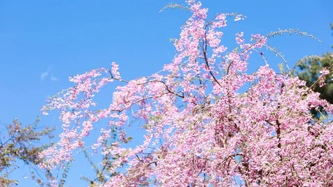 Blooming Cherry Blossom Tree Blowing by Wind in Spring Season Stock Footage 128679610