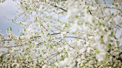 Blooming cherry blossom tree branches gently swaying in soft breeze, white .. 库存影片 339764721