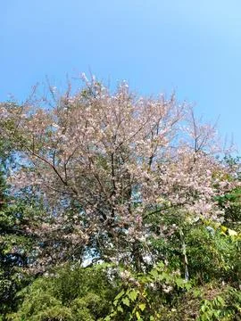 Blooming Cherry Blossom Tree Branches in Springtime Nature Stock Photos