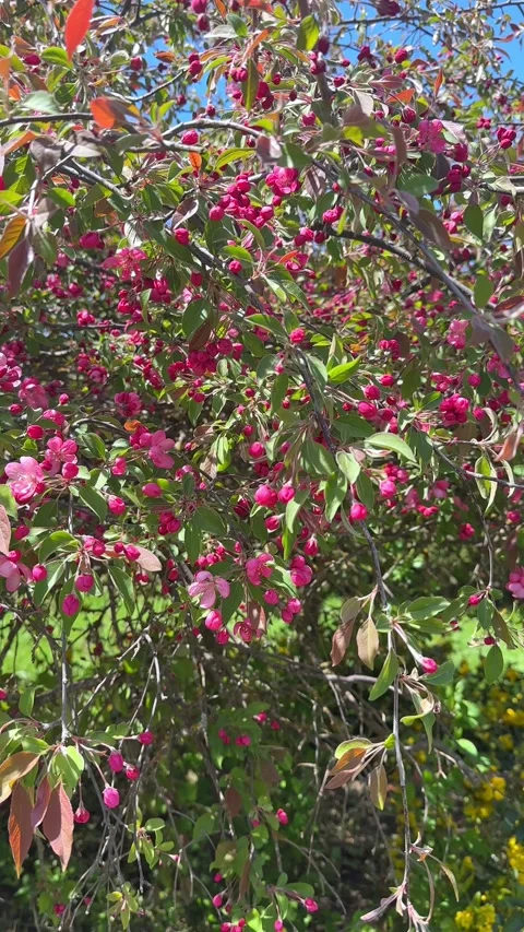Blooming cherry blossom tree garden in spring. Pink flowers on branches  Stock Footage 301700490