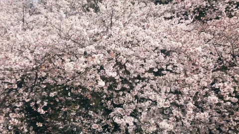 Blooming cherry blossom tree at springtime Stock Footage 123332470