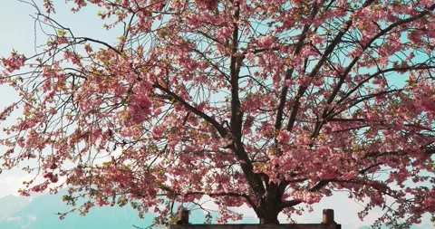 Blooming Cherry Blossom Tree in Springtime Near Lake Geneva Switzerland Stock Footage 337435002
