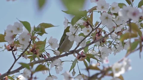 Blooming cherry blossom trees and white-eye bird in slow motion Stock Footage 74018286