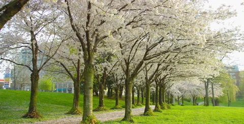 Blooming Cherry Blossom trees flowing in the wind Stock Footage 64013358