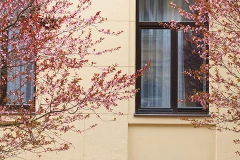 Blooming cherry blossom trees frame a modern building window in spring Stock Photos