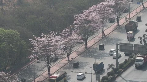 Blooming cherry blossoms along the Eastern Express Highway in Vikhroli, Mumba Stock-Footage 300032389