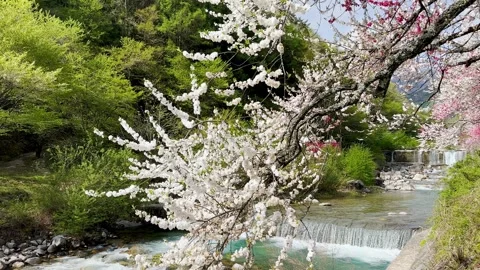 Blooming Cherry Blossoms Along Mountain River in Spring, Japan Stock Footage 339008933