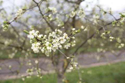 Blooming cherry blossoms close-up. Spring joyous mood. Stock Photos