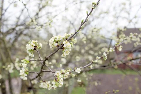 Blooming cherry blossoms close-up. Spring joyous mood. Stock Photos