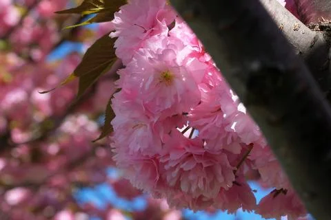 Blooming cherry blossoms create a pastel paradise 스톡 사진