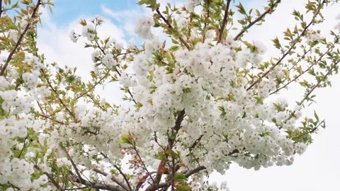 Blooming cherry blossoms Stock Footage 260898492