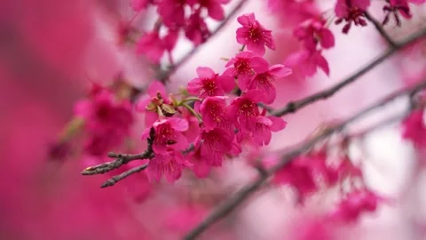 Blooming Cherry Blossoms Vidéo 331726528