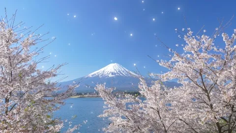 Blooming cherry blossoms framing a snow capped mountain peak with sparkling Stock Footage 338441008