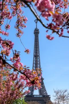 Blooming cherry blossoms in front of the Eiffel Tower, spring in Paris, famous Stock Photos