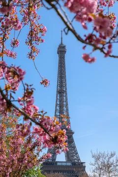 Blooming cherry blossoms in front of the Eiffel Tower, spring in Paris, famous Stock Photos