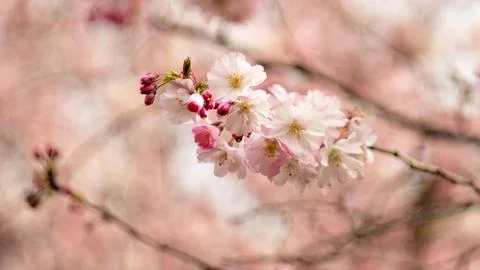 Blooming cherry blossoms Stock Photos