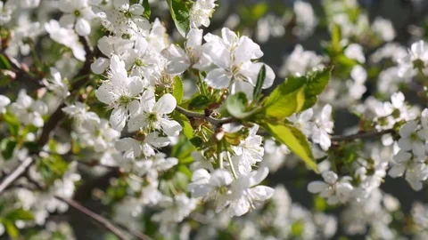 Blooming cherry blossoms in spring. Close-up in motion Stock-Footage 75560570