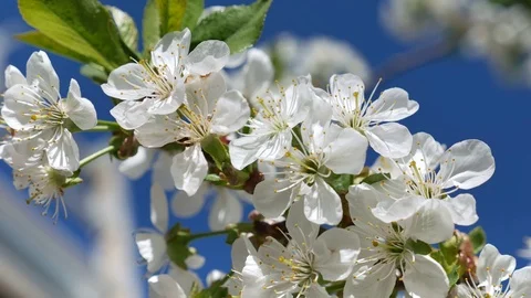 Blooming cherry blossoms in spring. Close-up in motion Stock-Footage 75561182