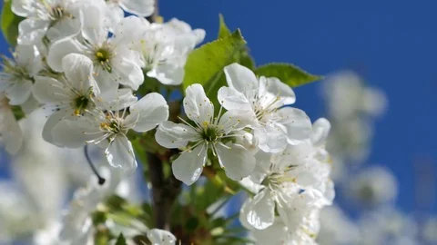 Blooming cherry blossoms in spring. Close-up in motion Stock Footage 75561500