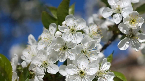 Blooming cherry blossoms in spring. Close-up in motion Stock Footage 75563432
