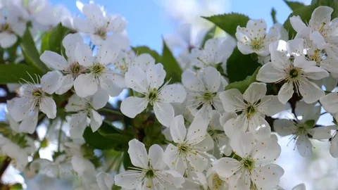 Blooming cherry blossoms in spring. Close-up in motion Stock Footage 75567773
