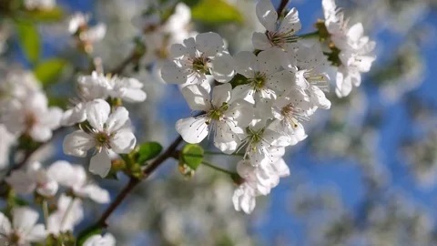Blooming cherry blossoms in spring. Close-up in motion Stock Footage 75568437