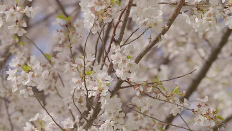 Blooming Cherry Blossoms in Spring Stock Footage 336224205