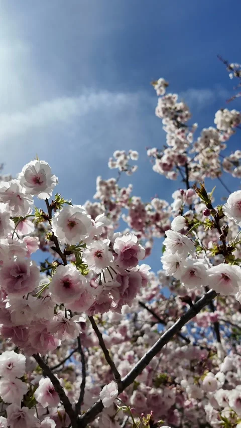 Blooming cherry blossoms in springtime sunlight Stock Footage 322108554