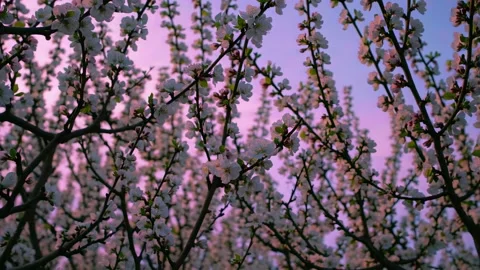 Blooming cherry blossoms sway gently in the spring breeze at sunset in a serene Stock Footage 296192057