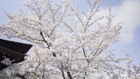 Blooming cherry blossoms sway gently against a blue sky near a traditional .. Stock Footage 339414620