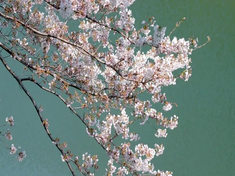 Blooming cherry blossoms in Tokyo, Japan Stock Footage