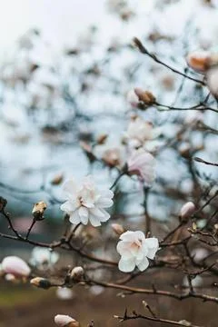 Blooming cherry blossoms on tree branches in spring Stock-Fotos
