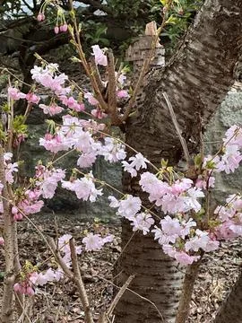 Blooming Cherry Blossoms on a Tree Trunk Stock Photos