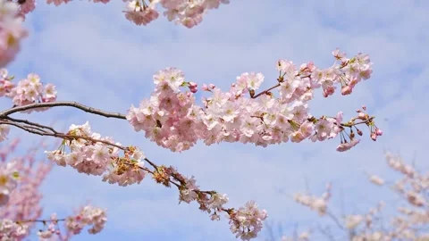 Blooming cherry blossoms in the wind in spring, bees busy in pollinating flowers Stock Footage 144081856