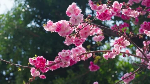 Blooming Cherry Blossoms in Yunnan Spring Stock Footage 312449098