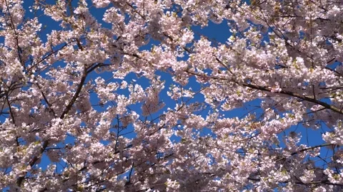 Blooming Cherry - Blue Sky - Spring Day 動画素材 152419903