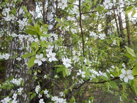 Blooming cherry on blurry background of spring garden Stock Photos