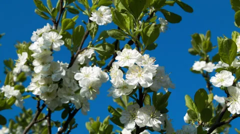 Blooming cherry branch on a blue background Stock Footage 38686377