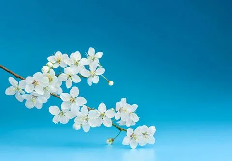 Blooming cherry branch on a blue background with copy space. Stock Photos