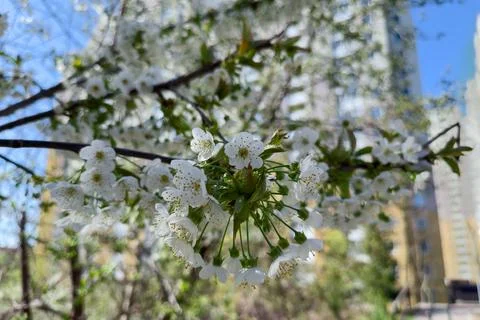 Blooming cherry branch on blurred background of multi story buildings Stock Photos