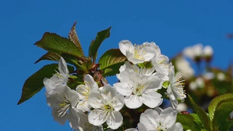 Blooming cherry branch macro photo, swinging in the wind against the blue sky Stock Footage 206619559