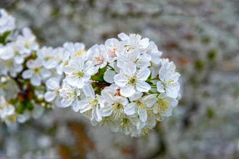 Blooming cherry branch Stock Photos