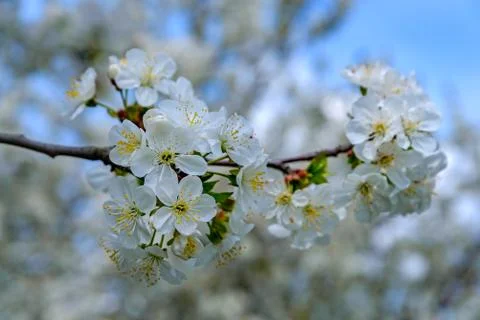 Blooming cherry branch Stock Photos