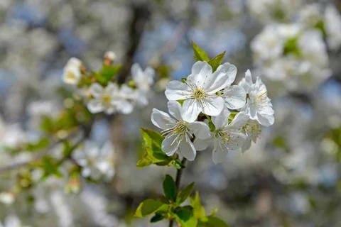 Blooming cherry branch Stock Photos
