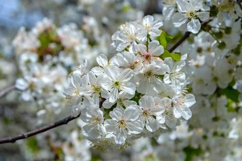Blooming cherry branch Stock Photos