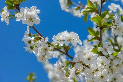 Blooming cherry branch Stock Photos