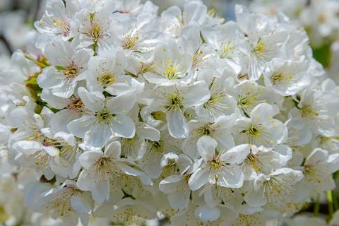 Blooming cherry branch Stock Photos