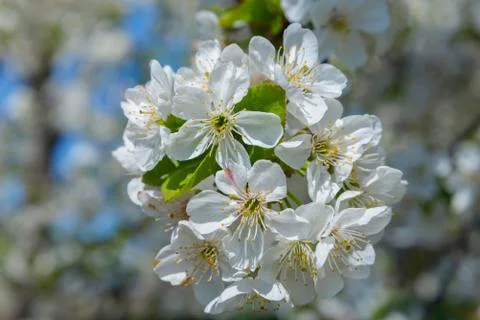 Blooming cherry branch Stock Photos