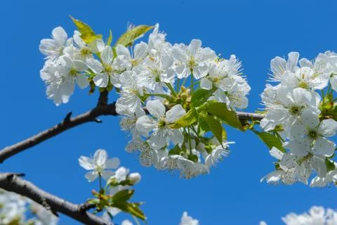 Blooming cherry branch Stock Photos